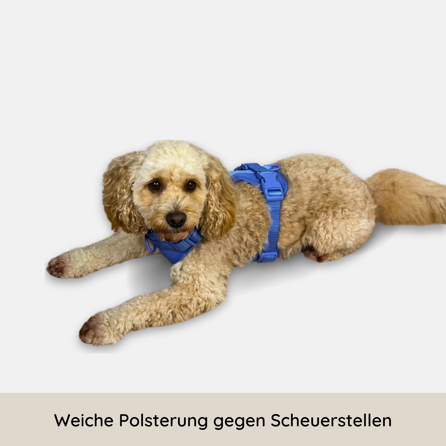 No-Pull Hundegeschirr Pura