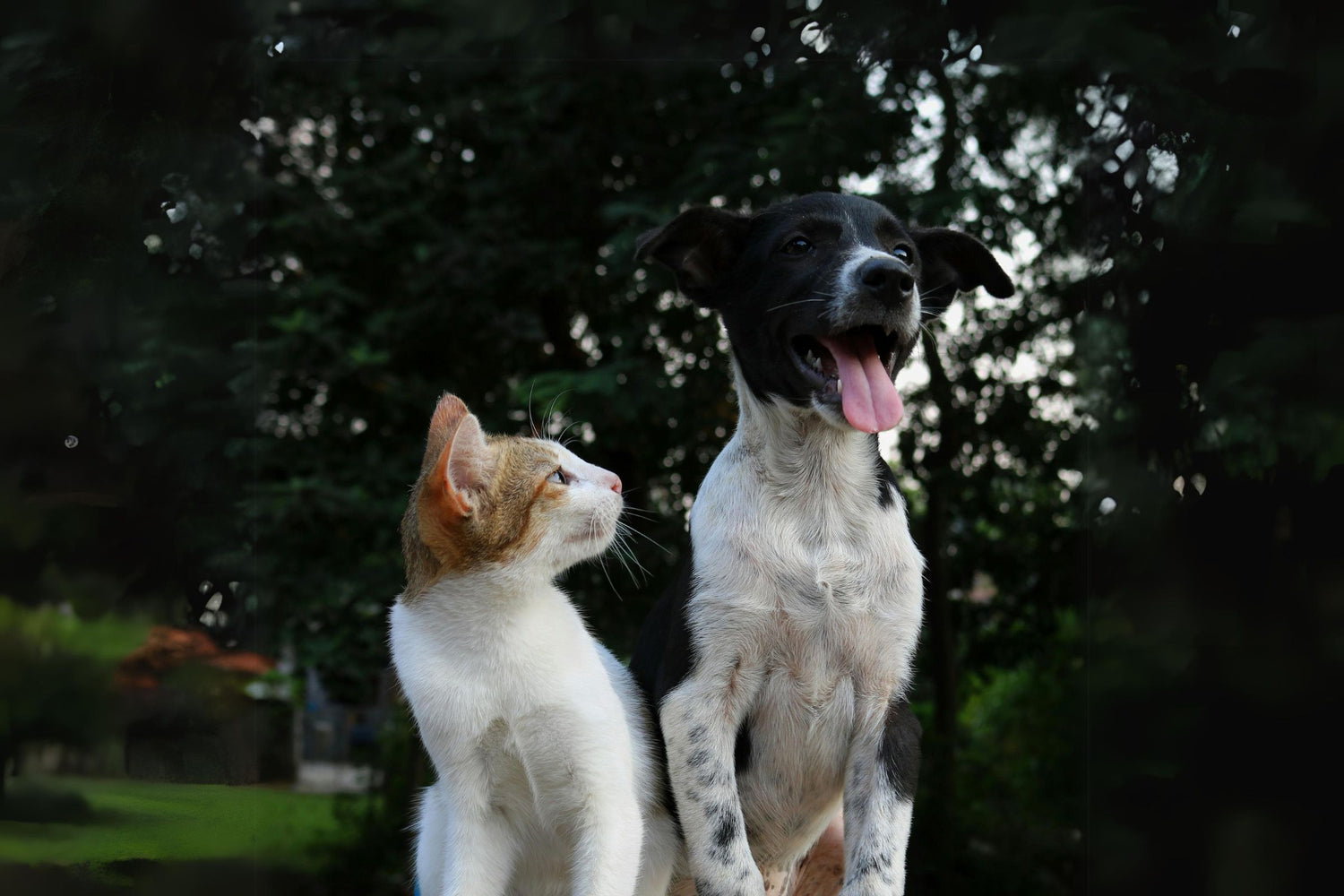 Katze und Hund blicken gemeinsam nach oben im Grünen
